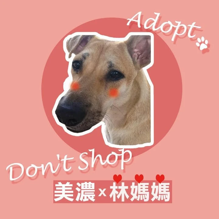 美濃林媽媽狗園